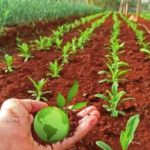 Agraria